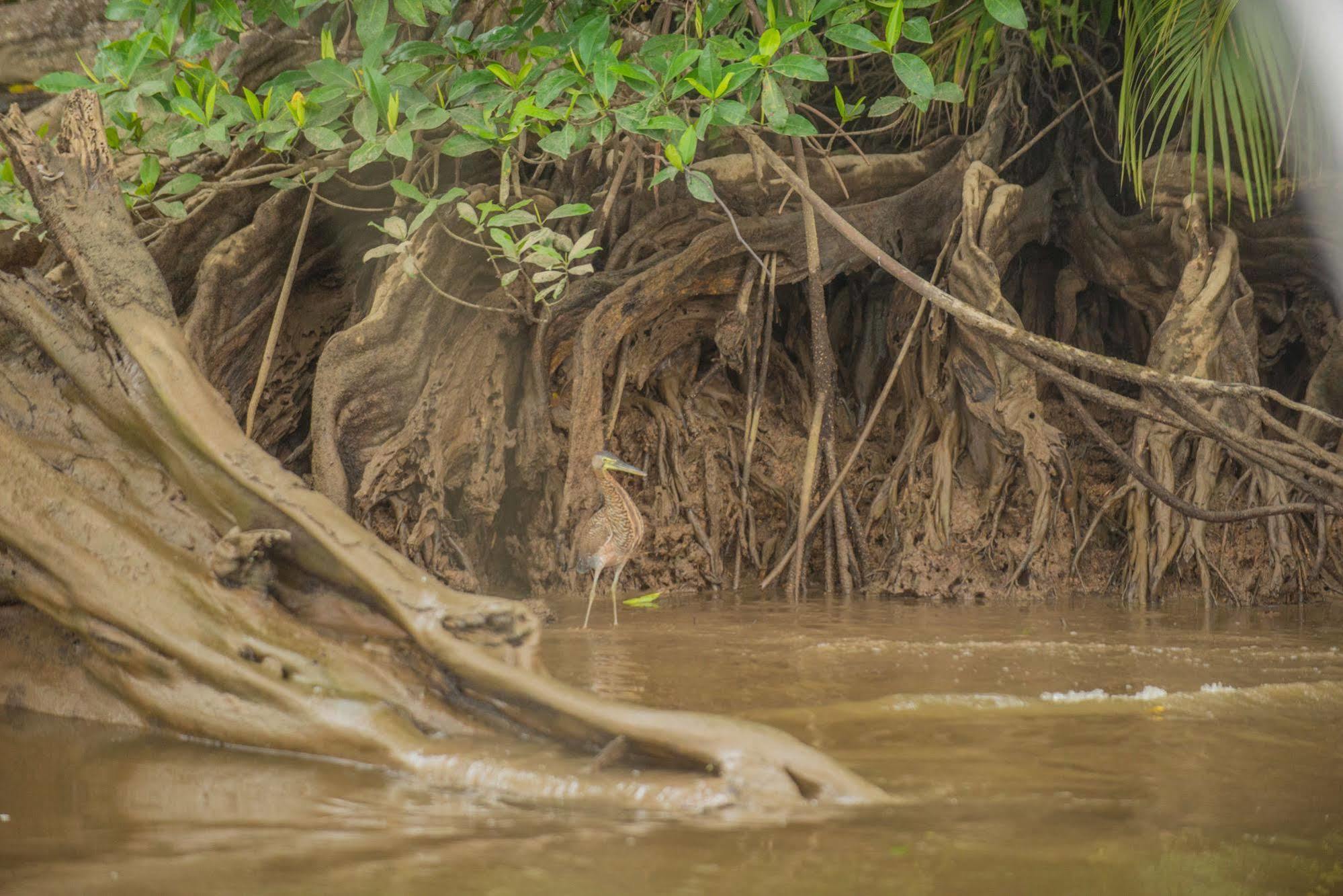 Hotel Sierpe River 外观 照片